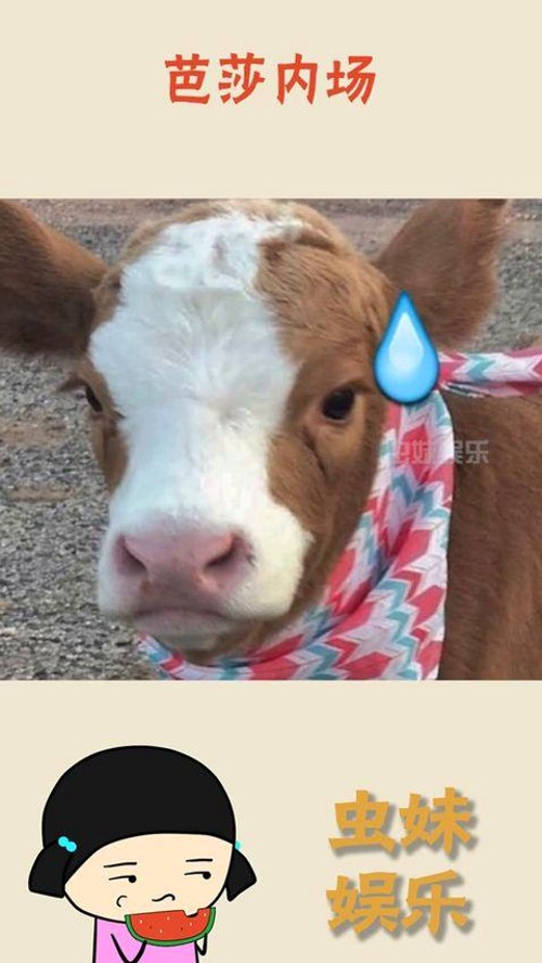 吃瓜女艺人“瓜姐”遭娱乐圈大佬拉黑,风波背后的坚韧与转型