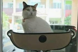 直播女神暖暖魅力四射，微信“吃瓜”文化爆发，明星美食跨界大揭秘